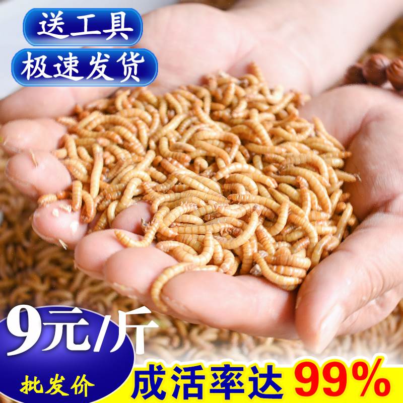 Live Live Barley Worm Bait Fish Bait Fish Bait Fish Food Horns Frog feed grain Pink Worm yellow Pink Pink Bugs-Taobao for Birds Eating Bread Bugs