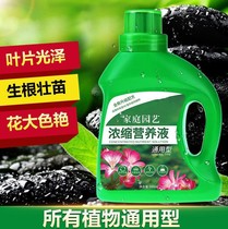 Strawberry special family phyto-nutrient solution Flower Brazilian wood plant water culture flower General-purpose flower-raising chlorophyll