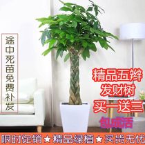 Potted plants Indoor Large green plants Fortune Saplings without pots Money Tree pots Large potted family Hydroponic flowers