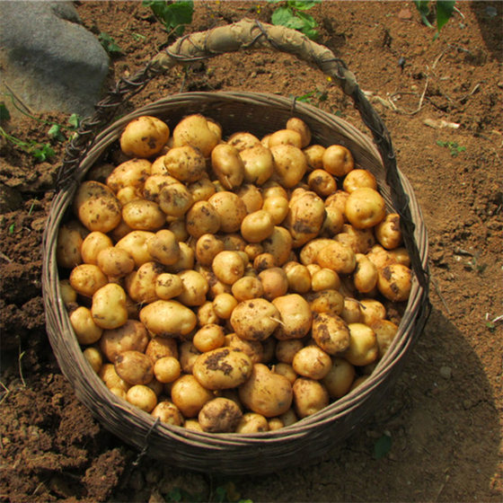 2024 Enshi Farm Homegrown Fresh Small Potatoes High Mountain Selenium-Rich Yellow Heart Potatoes Mini Potatoes 5Jin [Jin equals 0.5kg]