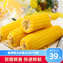 New yellow glutinous corn cob Fresh corn Vacuum sticky corn Northeast sticky corn Banana glutinous corn kernels 10