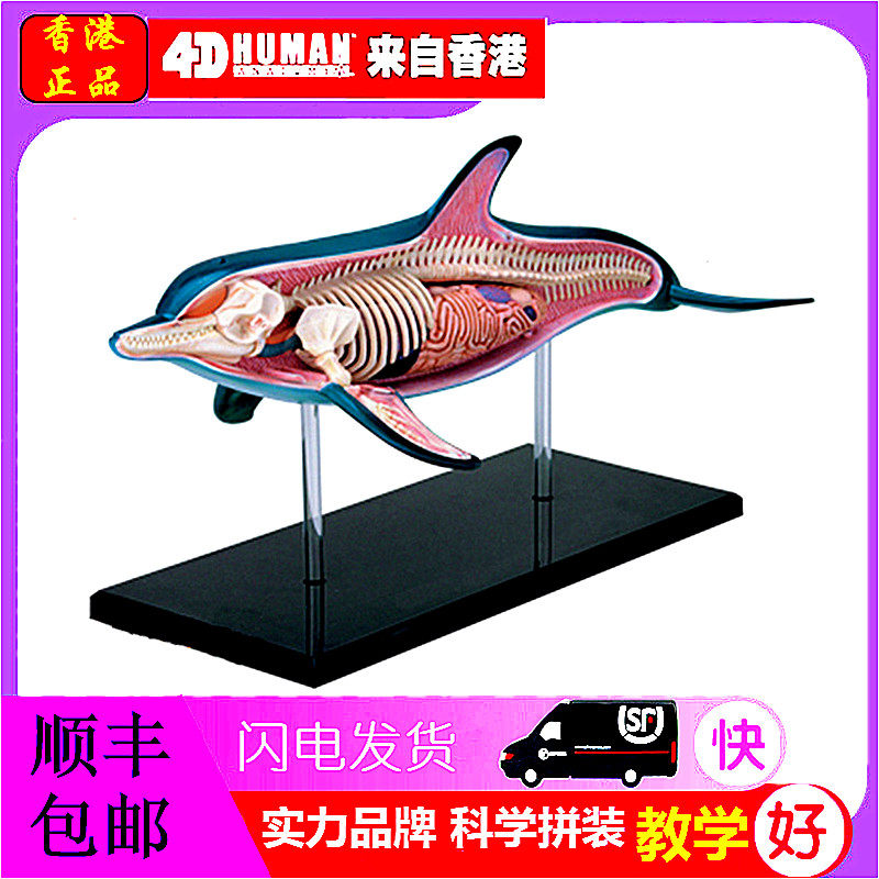 4D MASTER益智拼装玩具仿真动物生物海豚器官解剖医学用教学模型