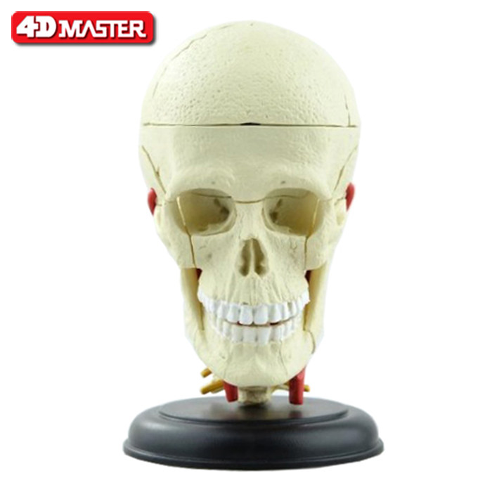 正品4D MASTER拼装玩具4d master人体拼装模型大脑头骨可医学用