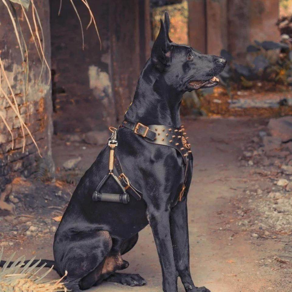 混血黑狼幼犬:墨界黑狼犬,巨型猛犬,看家护院的终极守护者!-其他宠物服务-淘宝好物网