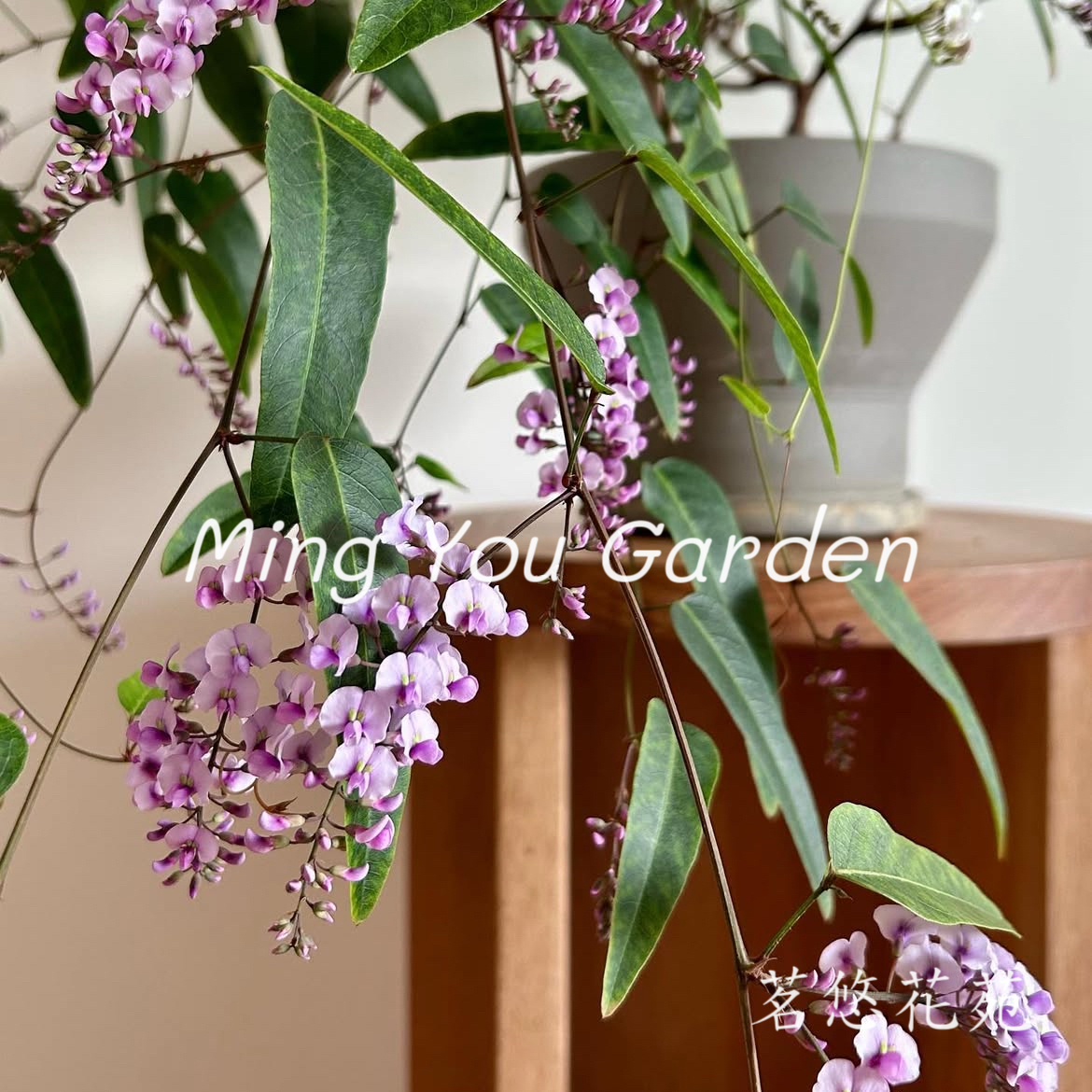 阳台上的紫藤：城市中的绿色梦幻之花