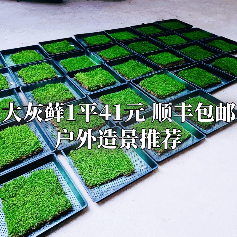 Large Grey Moss Levelling Squared Fresh Live Moss Green Moss Microscape Interesting Potted Rainforest Vat VIEW-TAOBAO