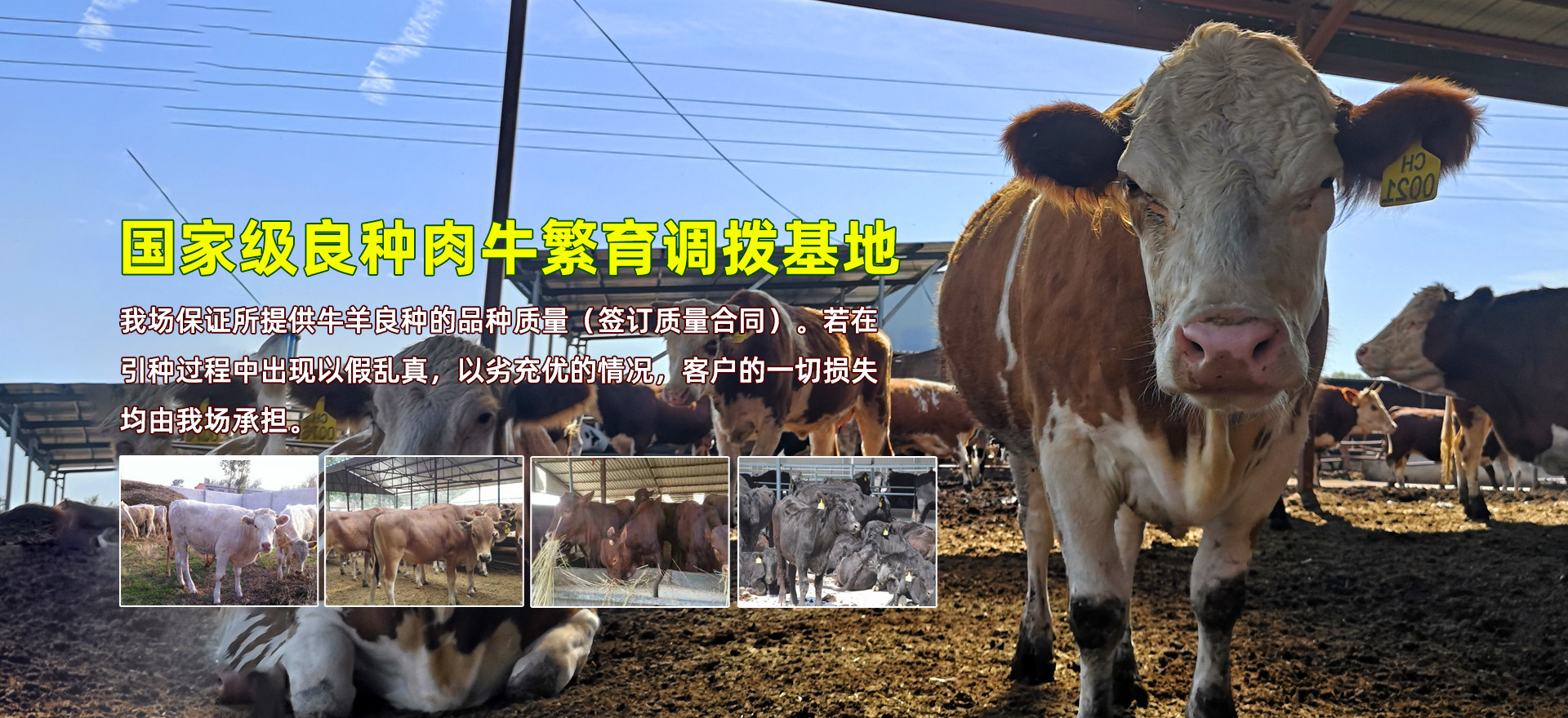 肉牛养殖_肉驴养殖_本地厂家供应_嘉祥鑫罡养殖场_官网肉牛养殖