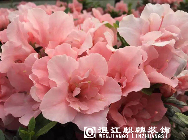 Chengdu special offer large quantities of 18 cups of rhododendron small pink pink azalea red flower potted flowers large quantity favorably