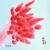 Rhapsody [Buntail] Sen Sở Hoa khô tự nhiên Hoa thật Màu sắc 6 Màu Trang trí nhà DIY Trang trí cắm hoa - Trang trí nội thất trang trí cầu thang phòng khách đẹp Trang trí nội thất