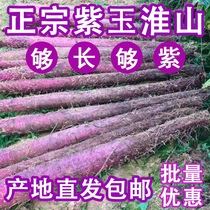 Свежий Фиолетовый Yam Аутентичный Guangxi Xiaoye Железный Род Фиолетовый Jade Huai Гора Рост Фиолетовый Yam Huaishan