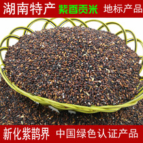 New years purple rice purple fragrant tribute rice Hunan specialty new purple Magpie field terraces purple glutinous rice blood glutinous rice 1000g