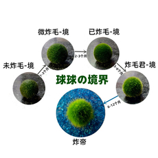 Водоросли мяч 幸福海藻球微景观生态瓶创意迷你植物桌面玻璃瓶水培球藻盆栽礼物