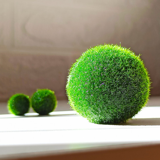 Marimo seaweed ball micro landscape ecological bottle fish tank indoor desktop hydroponic creative mini plant aquatic seaweed