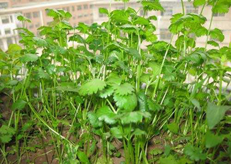 这菜总是吃不完,香菜种植全攻略