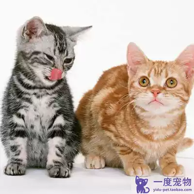 Hot sale Sichuan Jianzhou Cat White cat black cat orange cat cat cat cat domestic cat live kitten cow cat