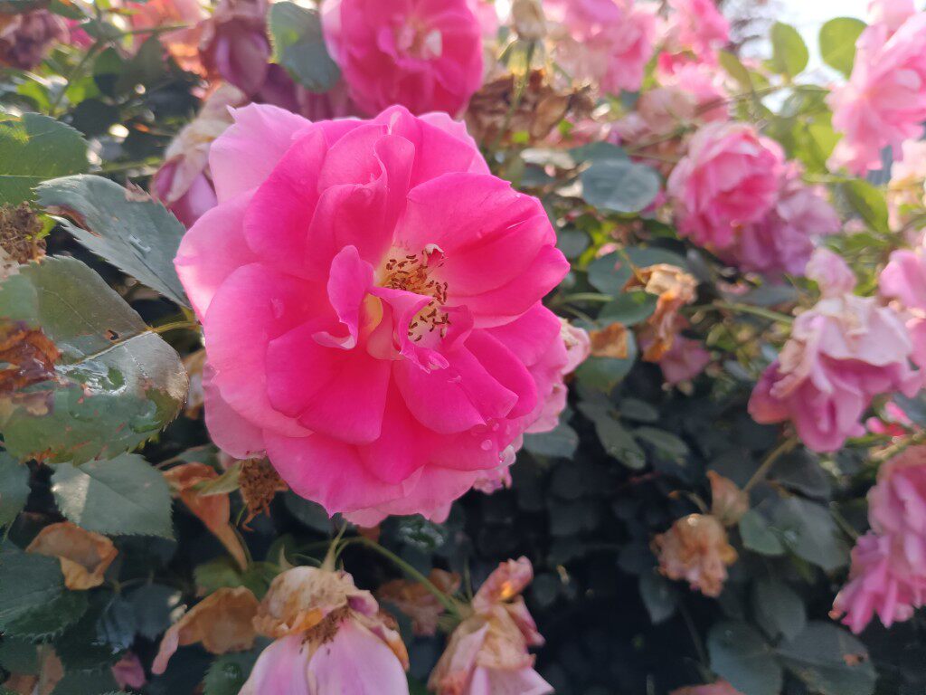 明朝谷粒多