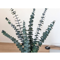 (Eternal eucalyptus leaves)Copper money eucalyptus branches and leaves Nordic Living room home decoration Eucalyptus dried flowers Eternal flowers