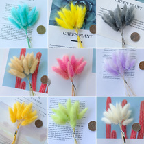 (Colored rabbit tail grass) greeting card envelope embellished glass cover Forever Flower matching material handmade gift DIY material