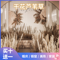 New products net red reed dried flower decoration flower arrangement Flower Bouquet Living-room Furnishing Wedding Celebration Filming Props Big Ears Pureed