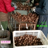Taro Fresh Taro Taro Fresh Shandong Special Pacific Taro Fargrance Farm завод 2 фунта бесплатной доставки 1000 г