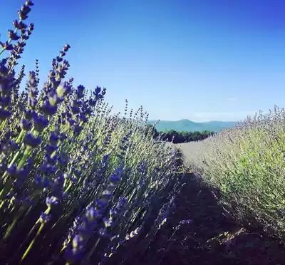 Imported organic real lavender pure Dew 1000ml moisturizing pores to remove acne to adjust water and oil balance