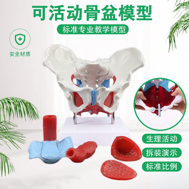 Model Uterine delivery Midwife Human pelvis