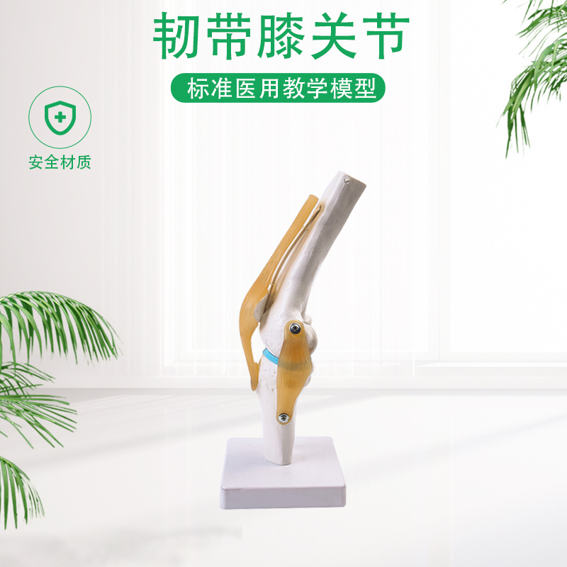 Medical human body functional knee ligament model knee joint model orthopedic teaching bone model