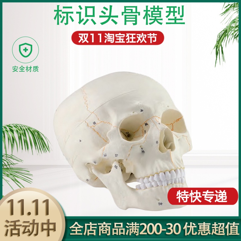 Classic Skull Model 3 Parts with Numbered Logo Skull Medical Skull Skull Model Skeletal Model