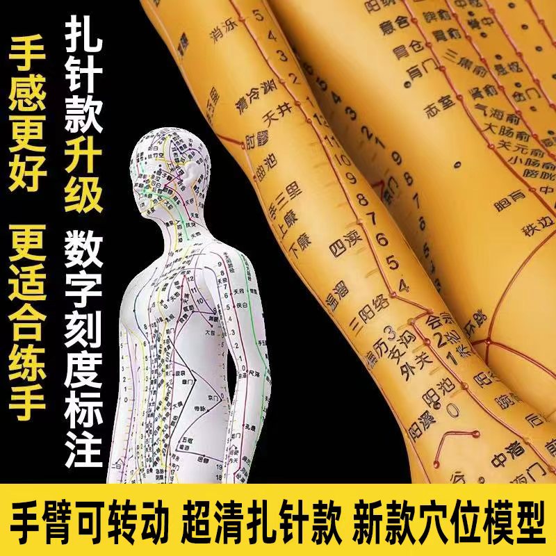 政河人体经络穴位模型人针灸十二经络图小皮人可扎针数字刻度定位