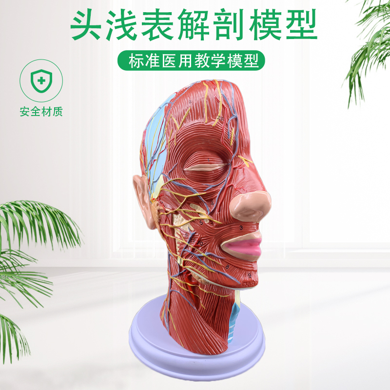 Human skull with muscular neurovascular model cosmetic facial nerve microcosmetic medical dissection