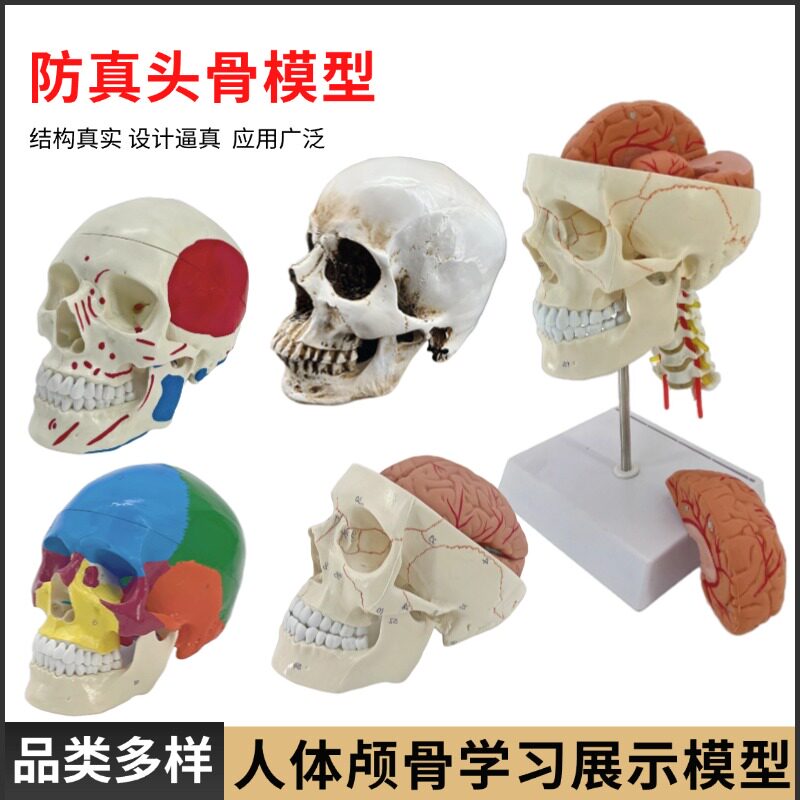 医学仿真骷髅人体头骨模型头颅骨大脑解剖彩色头骨肌肉着色