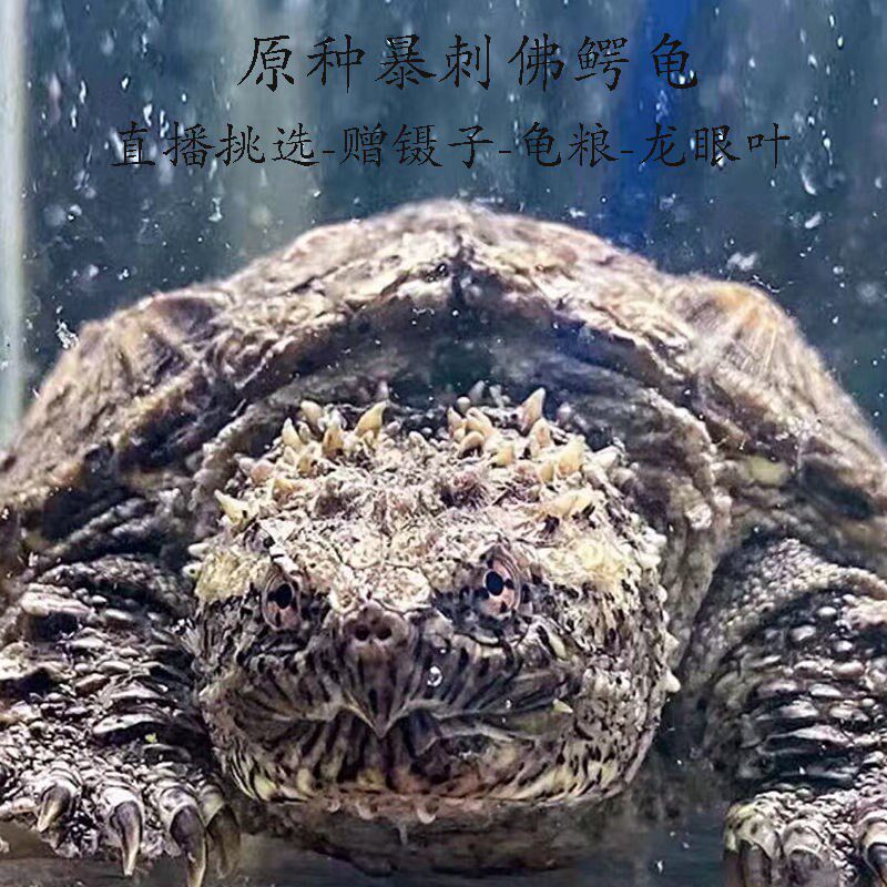 Tortoise Florida's original species of pure Buddha Avocado Tortoise Live Explosive Gaffer Small Avocado Pet Crocodile tortoise ornamental tortoise