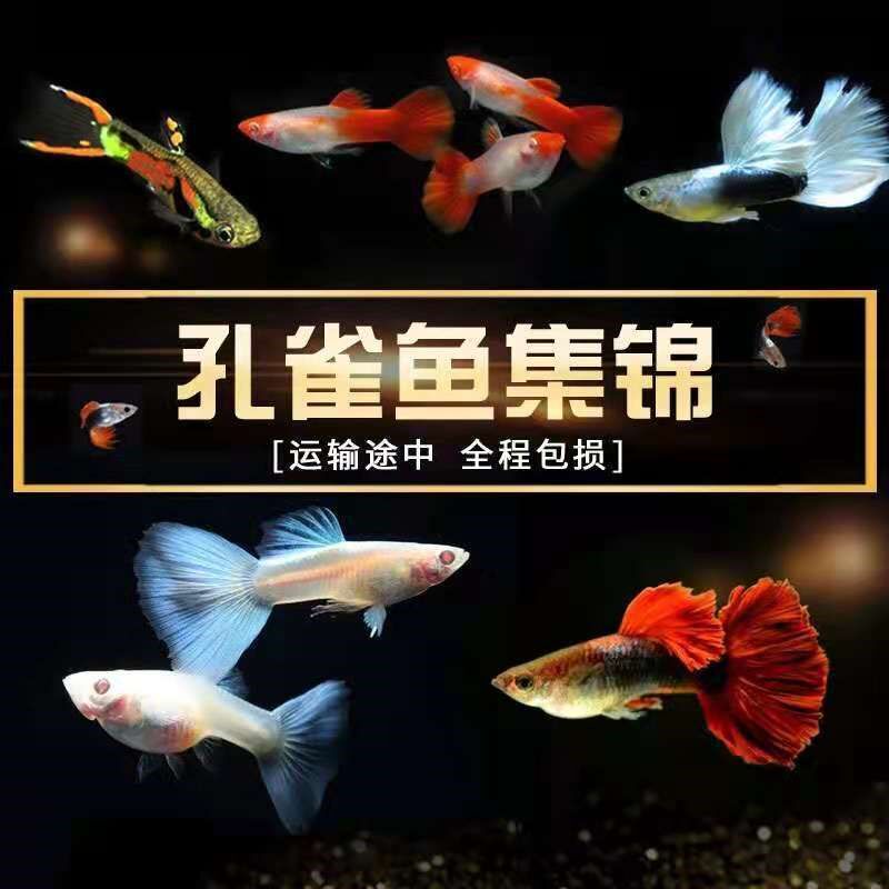 Guppy small freshwater purebred anchovy traffic lights live fish goldfish tropical fish live ornamental fish scavenger