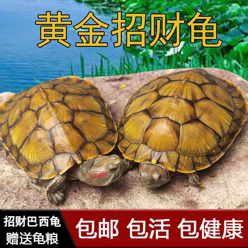 Small Turtle Living Things Great Brazilian Tortoise Living Pet Tortoise Longevity Ornamental Tortoise Green Small Color Turtle Water Turtle Living Things Red Ear