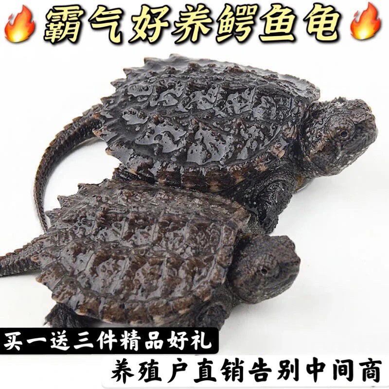 Avocado Play Favorites Super Burst Pure Buddha Tortoise Miao Small Avocado Anthropomorphic Turtle Living North American Cluttered Turtle Living Turtle Cylinder