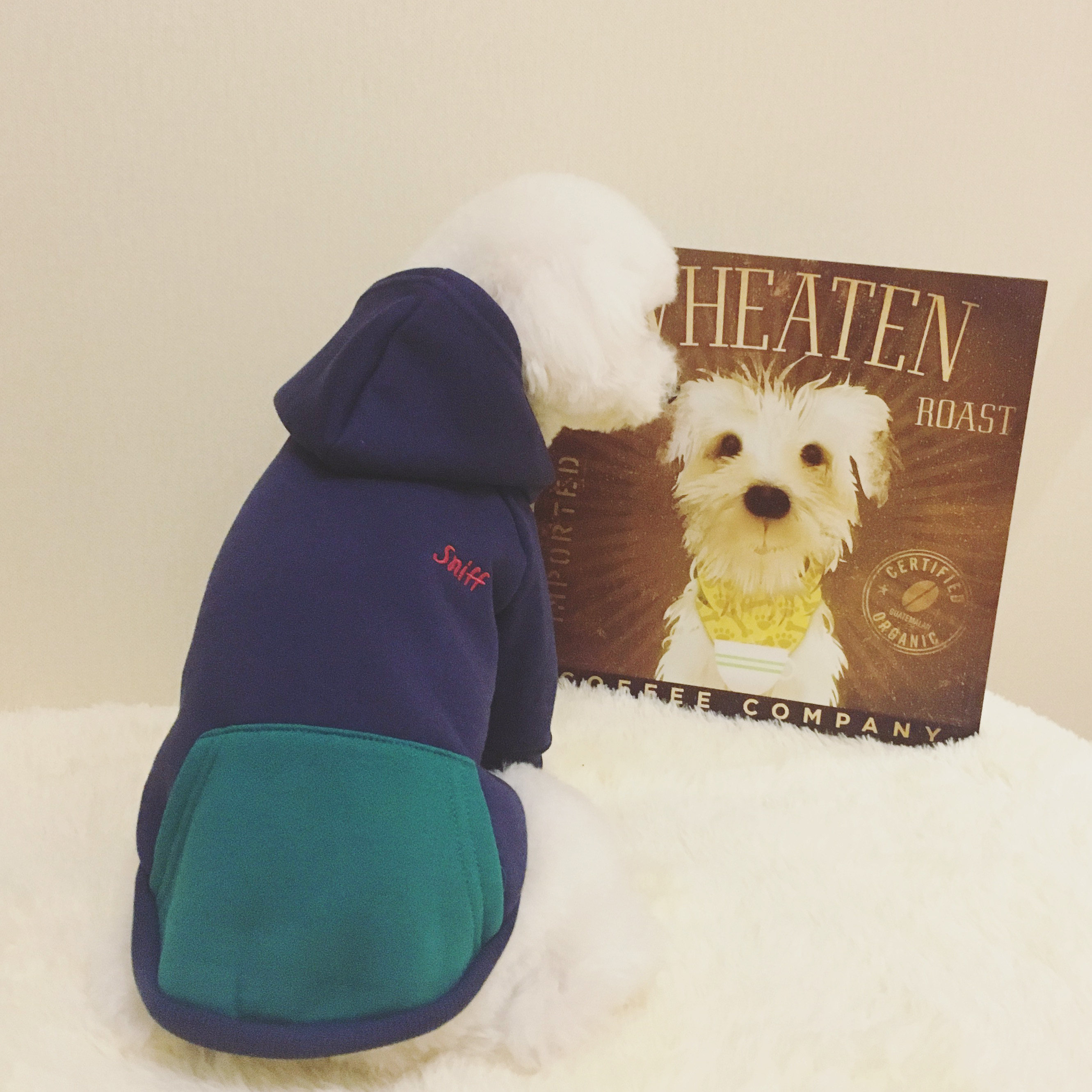 Export Korean hooded plus velvet dog sweater Schnauzer small teddy poodle cat pet winter small dog clothes