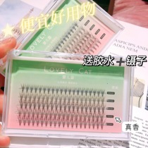 (delivery tool) Fish tail mixed with false eyelash LOVRCAT baby bends common post graft Dairy