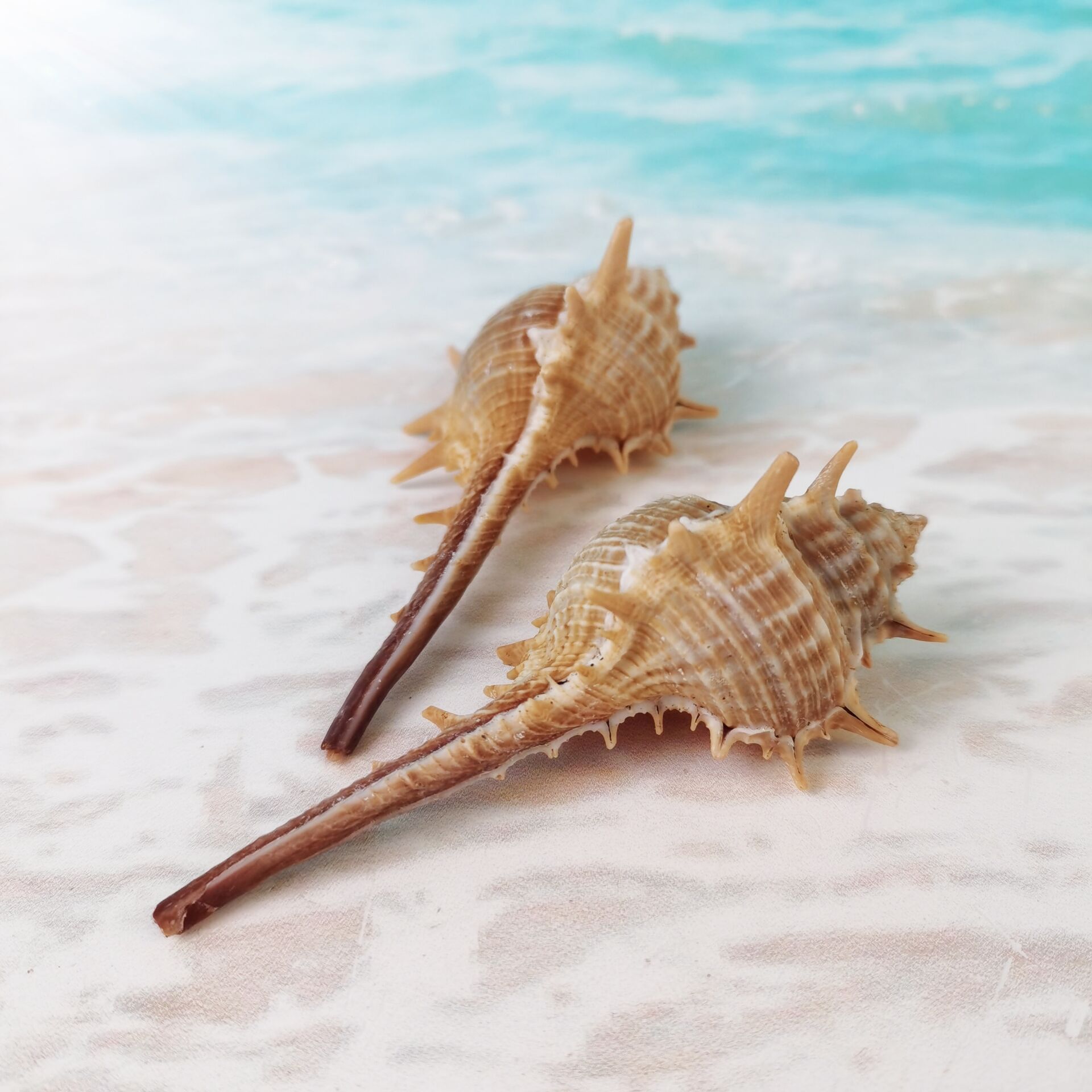 Witch bone spire natural sea snail shell Spura Snail Bone Snail shooting Props Terrace Fish Tank Adornment for the Landscape Pendulum