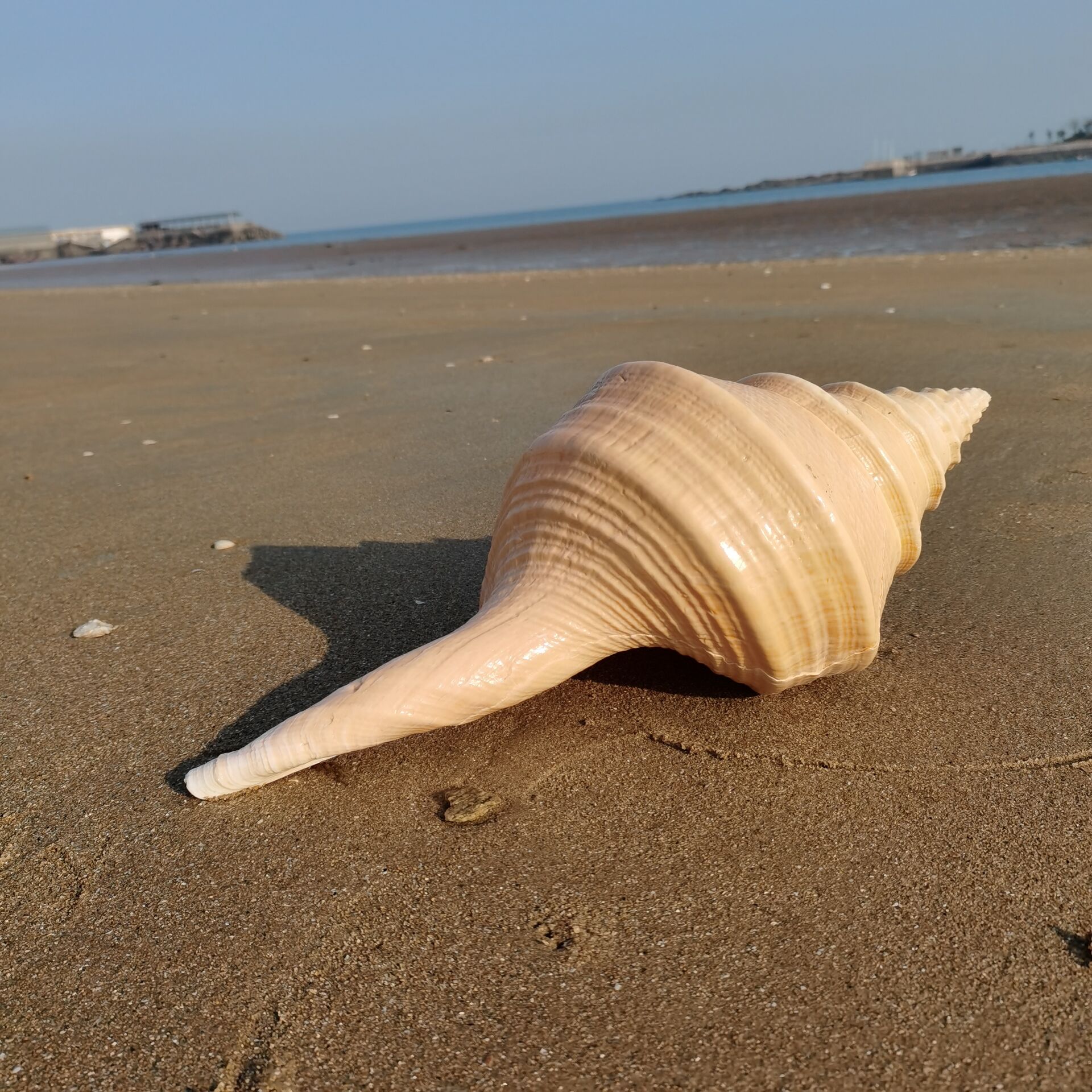 Natural deep sea great sea snail shells Australia's fragrant St. snail yellow torch Torch Boutique Collection Shells Shop Window Home Pendulum