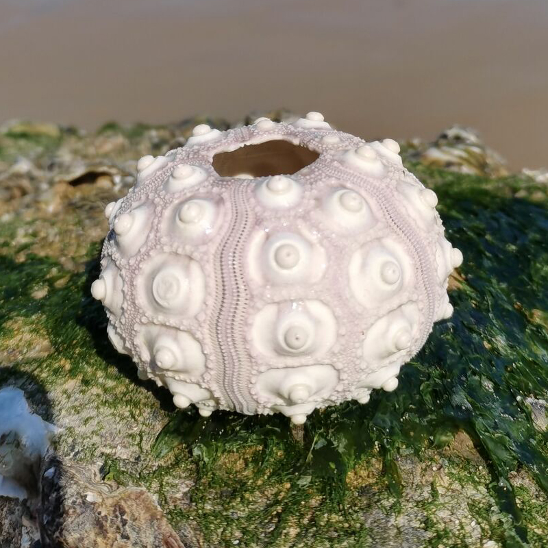 Liutin Sea Urchin Shell Mediterranean Decoration Potted Flower Pots Handmade Creative Diy Pendulum Pieces Gift Collection Natural Sea Urchins