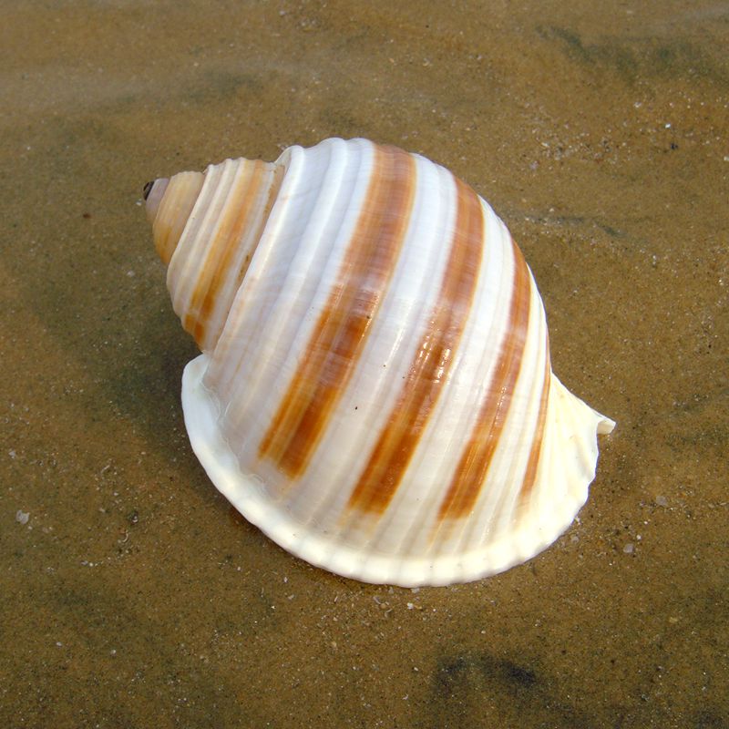 Cen Snail Natural Shell Sea Snail Fish Tank Aquarium Decoration Roll Befish Reproduction Shell Multi-Meat Flower Pot Pendulum