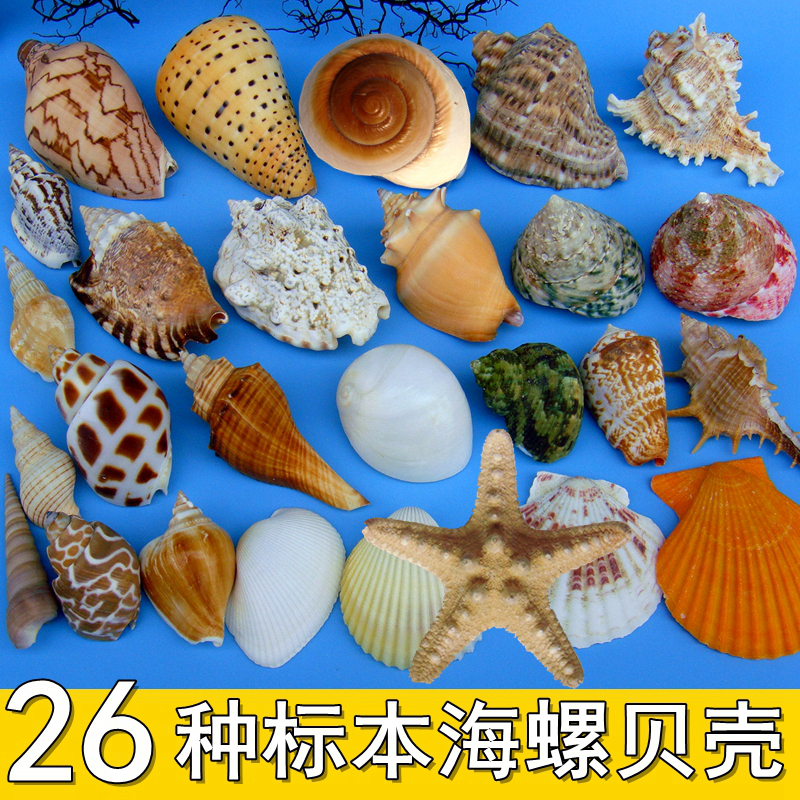 Hainan upscale natural sea snail sea star shell suit fish tank building shop window terrace pendulum piece baby to play presents