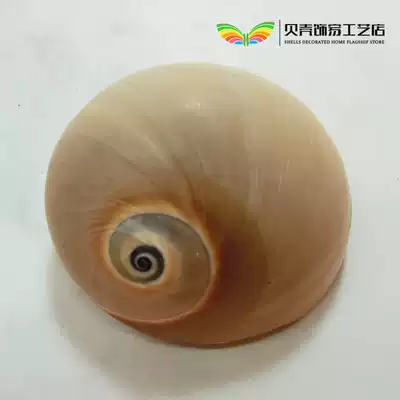 Natural conch shell fragrant snail roll shellfish hermit crab shell change fish tank aquarium landscaping floor decoration