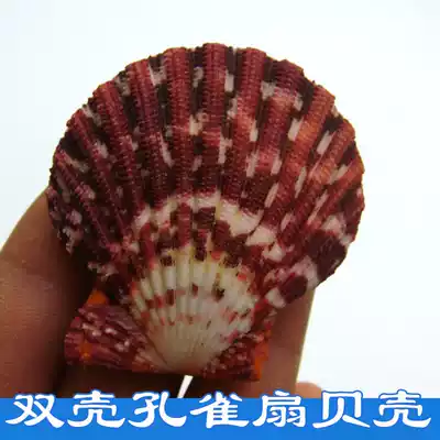 Oil painting shell Natural conch shell pearl shell scraping plate to send friends gifts Home decoration craft gift decoration play