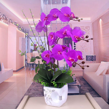 Feel the floral arrangement of phalaenopsis in the living room