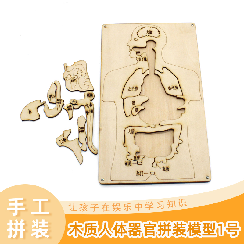 Wooden human organ assembly model No. 1 Children's Cognitive Learning Technology small production teaching tool diy material package