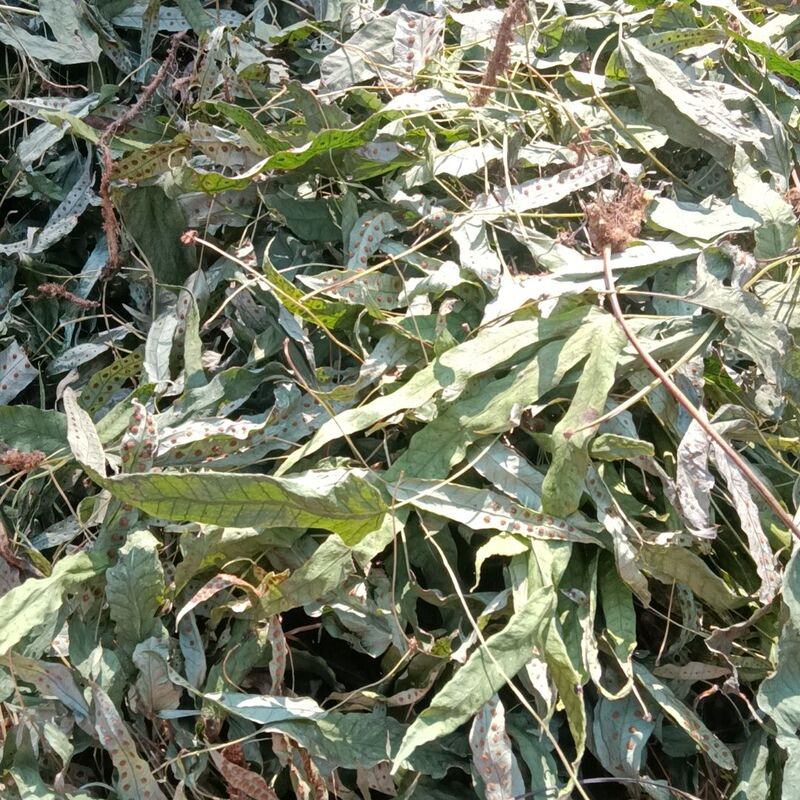 Wild Duckfoot Grass, Duckfoot Grass from Longyan, Qinling Golden Star Grass, Stew Ingredients, Goose Feet, Seven-Star Golden Chicken Feet