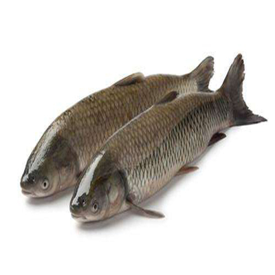 [草鱼2kg/条]