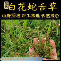 Freshly picked Hedyotis diffusa Chaoshan green grass small size single flower single bud Hedyotis alba Baihua Hedyotis