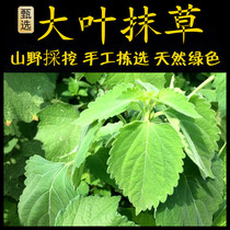 Parsnip freshly picked Chaoshan green herbal medicine large-leaf grass jasmine grass white dog su luoma yinwei grass rugosa